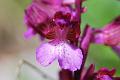 papilionacea subsp. grandiflora